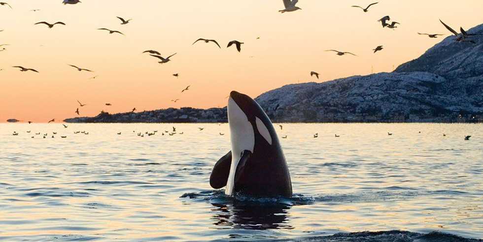 Be A Proud Animal Activist