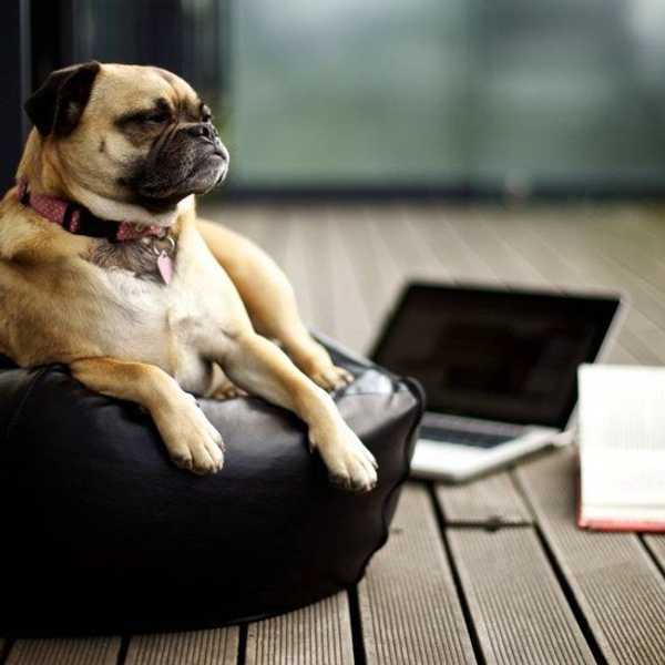 8 Struggles Of Being A Dog Person In College