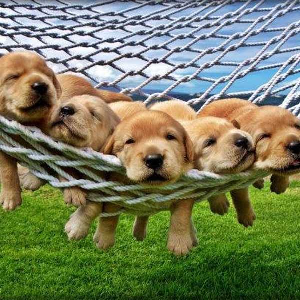 11 Reasons Why Dogs Are Awesome