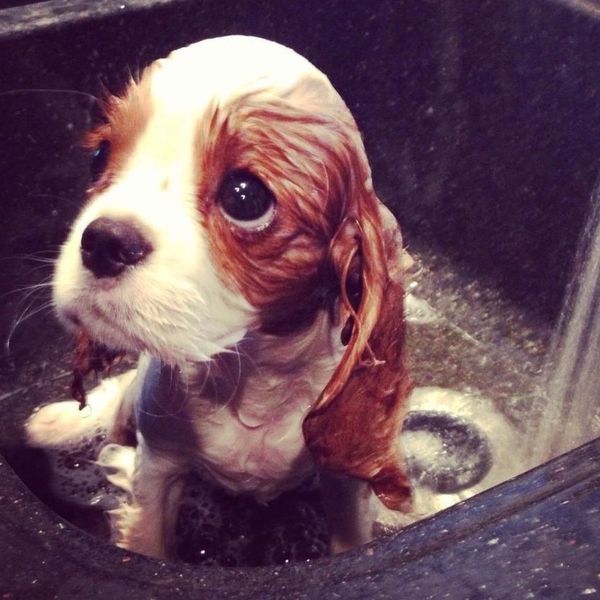 6 Universal Truths Of Being A Petless Pet Lover