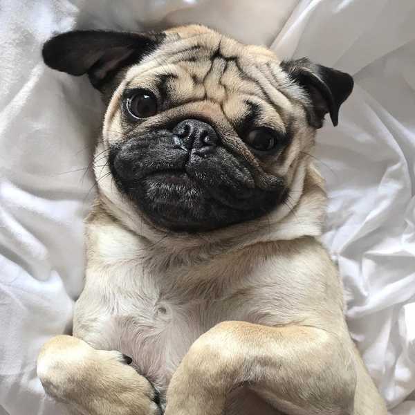 12 Ways Doug The Pug Understands Us