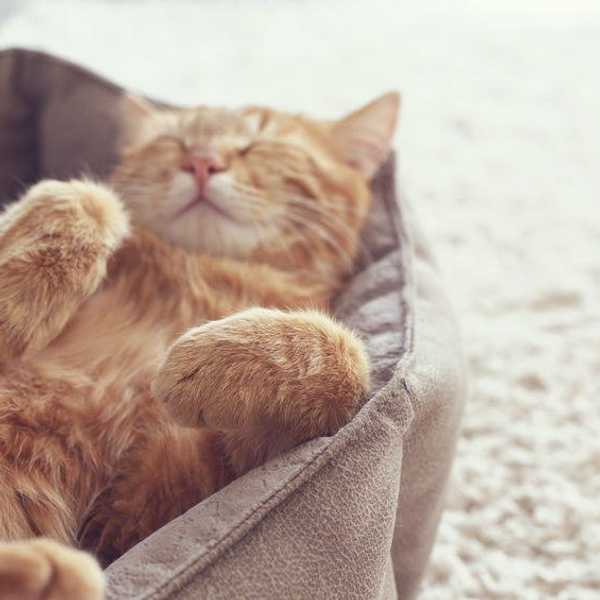 5 Reasons I’d Rather Be A Mom To A Cat Than A Mother To A Child