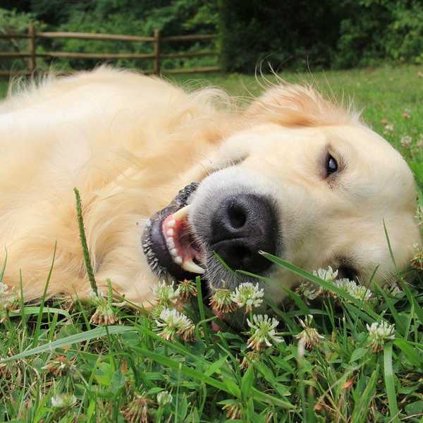 Four Things Humans Can Learn From Dogs