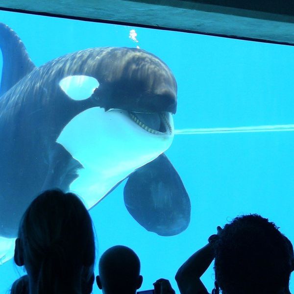 Why I'm Still Not Impressed With SeaWorld