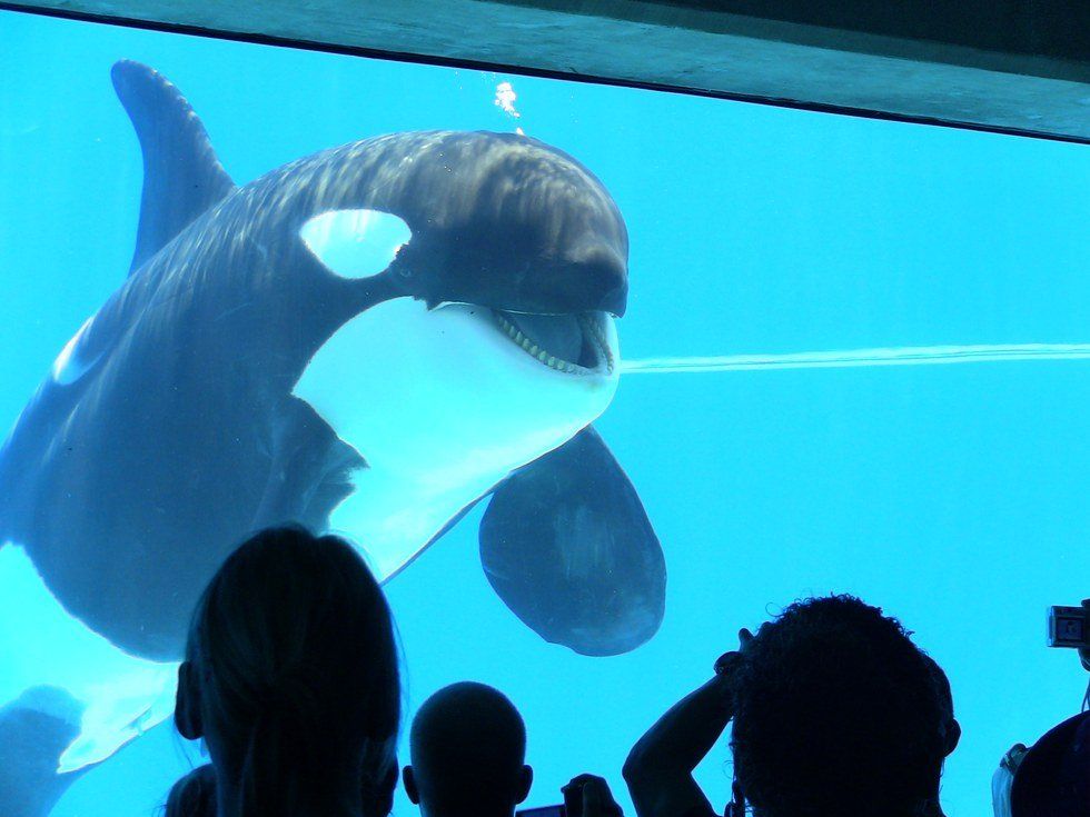 Why I'm Still Not Impressed With SeaWorld