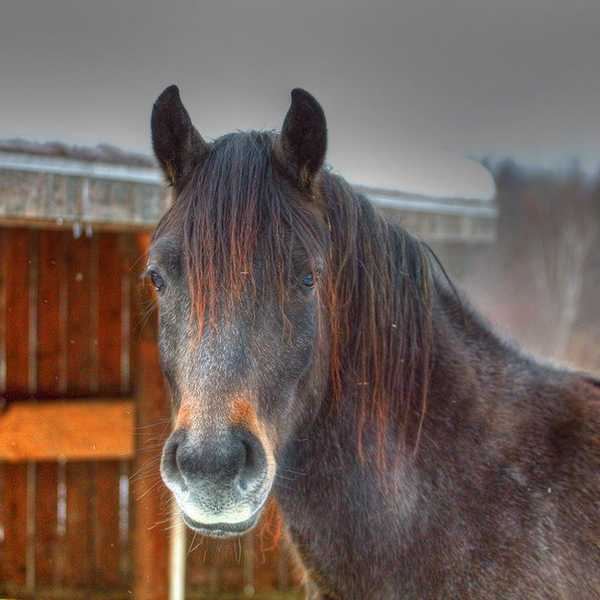Don't Just Watch Horse Abuse Happen