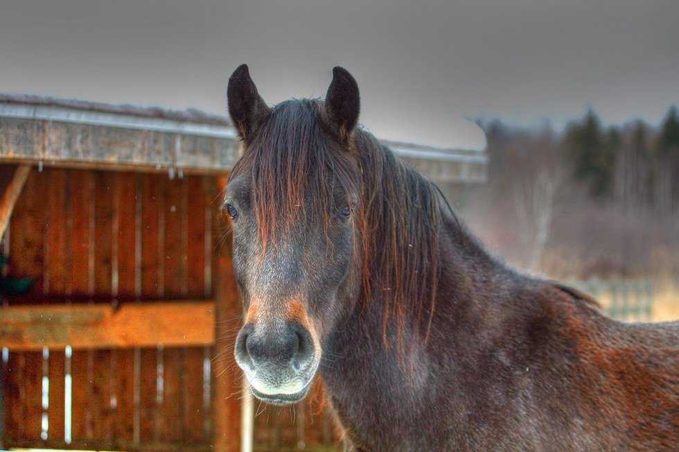 Don't Just Watch Horse Abuse Happen