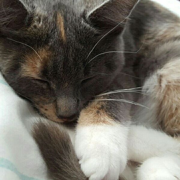 11 Things I Learned From Getting A Kitten