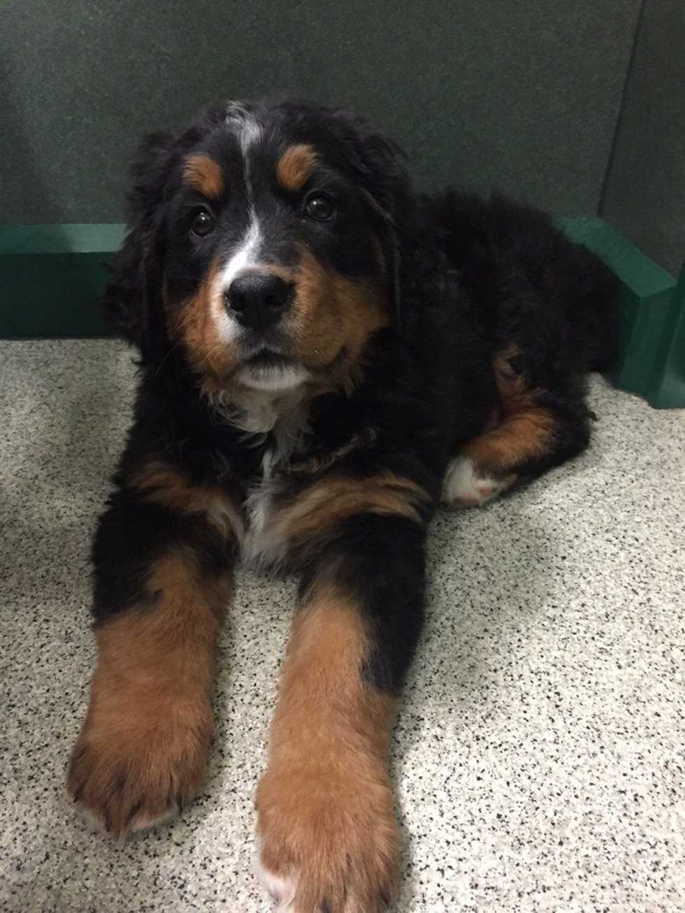 Why I Love Playing With Puppies When I'm Stressed Out