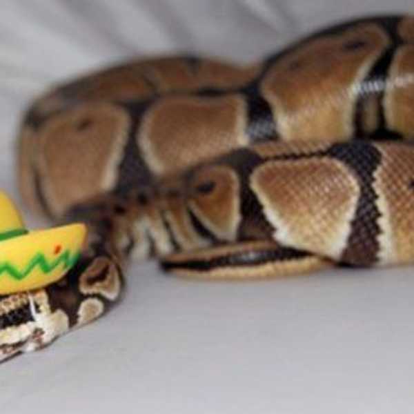 11 Lesser-Known Reasons Why Snakes Make Great Pets