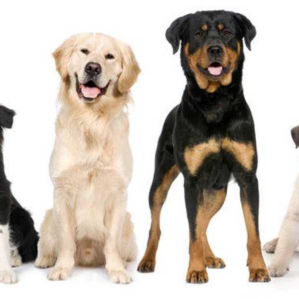 What It’s Like To Be Afraid Of Dogs On A Dog-Friendly Campus