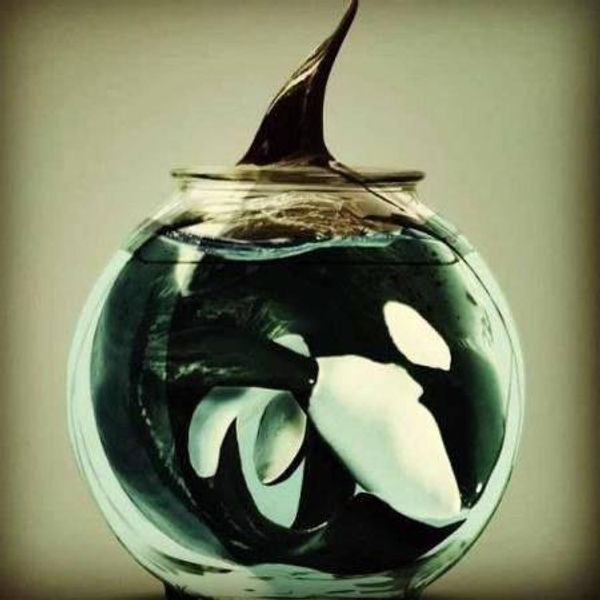 SeaWorld Announces Changes In Response To "Blackfish" Effect