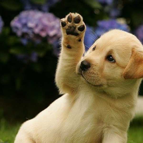 12 Baby Animal Gifs To Get You Through The End Of The Semester
