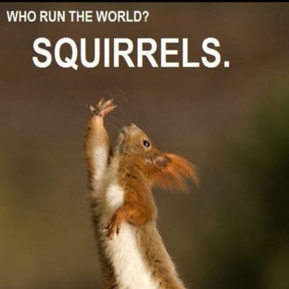 The Life Of A UGA Squirrel