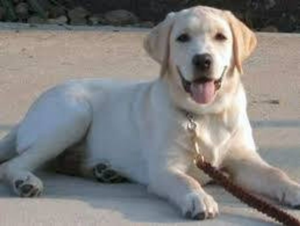 A Letter To My Dog From Your Person Away At College