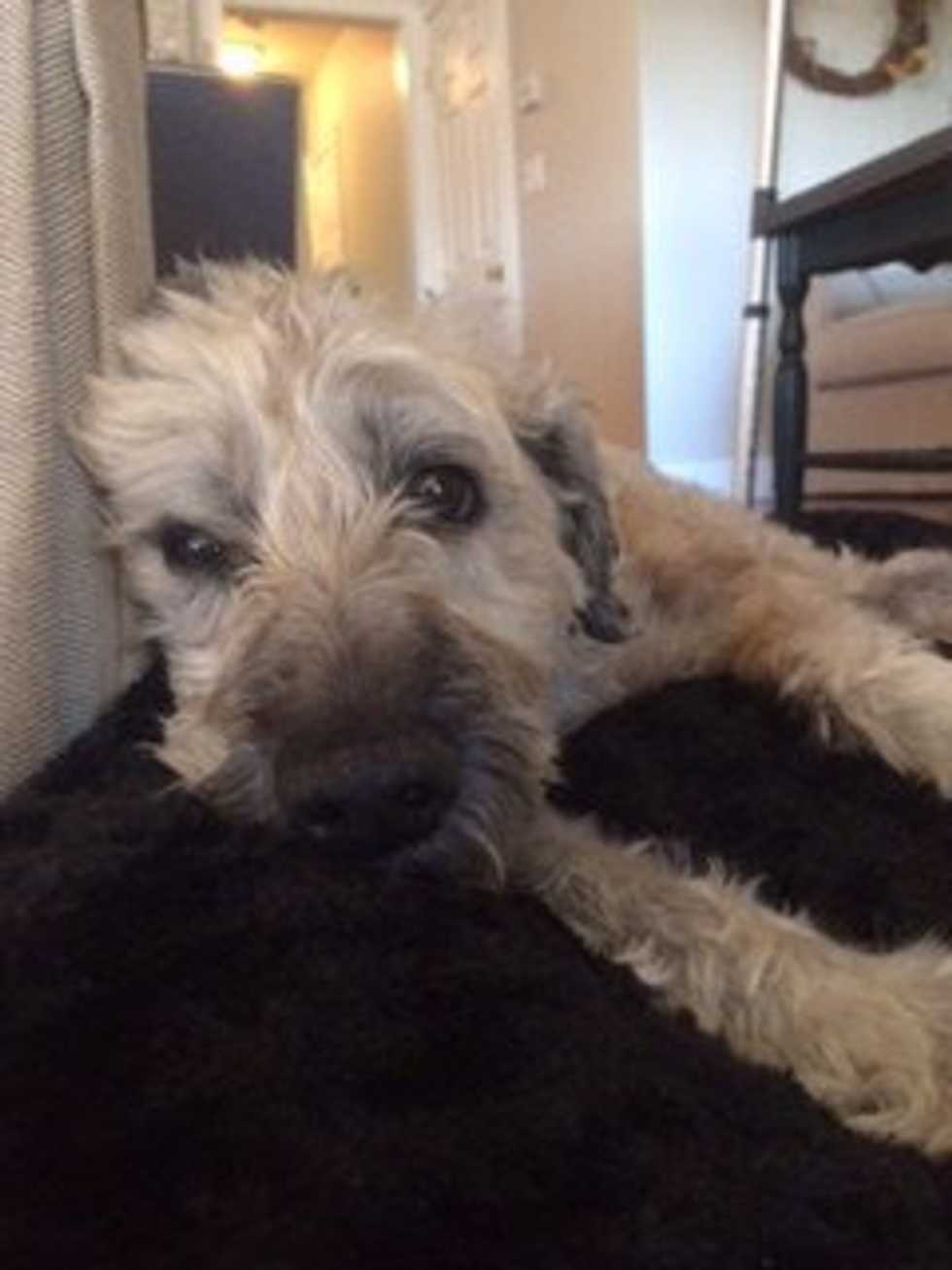 An Open Letter To My Dog In Heaven