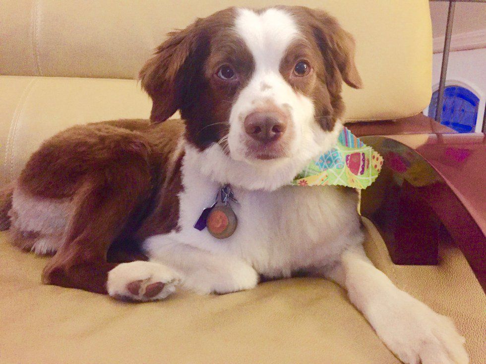 A Thank You Letter To My Dog