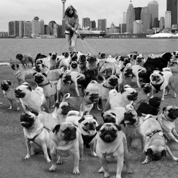 20 Signs You Might Be A Crazy Dog Lady