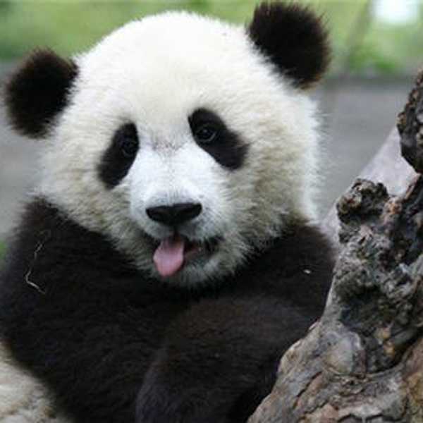 Fun Facts About Giant Pandas