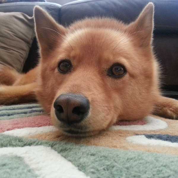 Quirky Things You Do If You're Dog-Obsessed