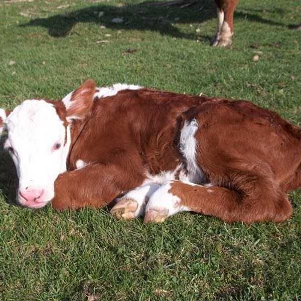 Strange Things You Miss From The Farm