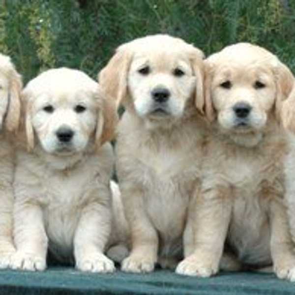 5 Reasons Why Your Dog Is Your Best Friend