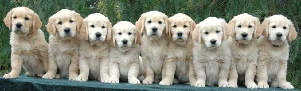 5 Reasons Why Your Dog Is Your Best Friend