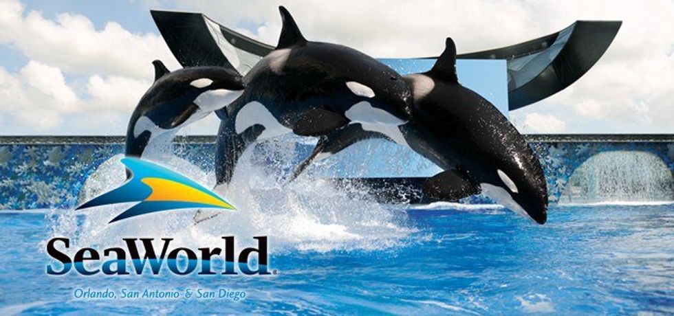 What You Need To Know About The End Of Sea World's Orca Shows