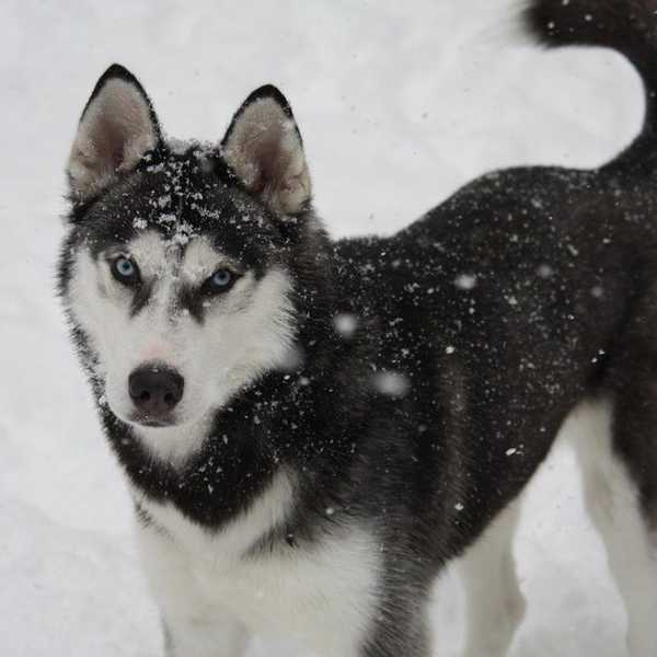 10 Reasons Siberian Huskies Are The Best Dogs
