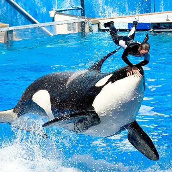 A SeaWorld Goer's Response To Stopping Orca Breeding