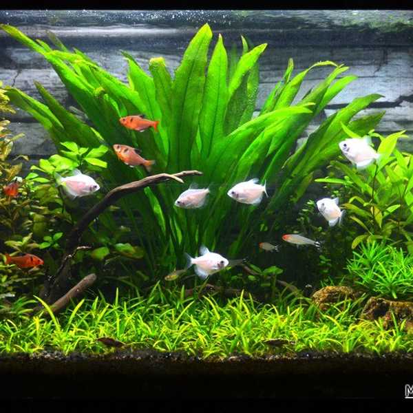 10 Tips to Help Keep Better Aquariums