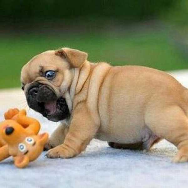 5 Things I'll Never Understand Because I Don't Own A Dog