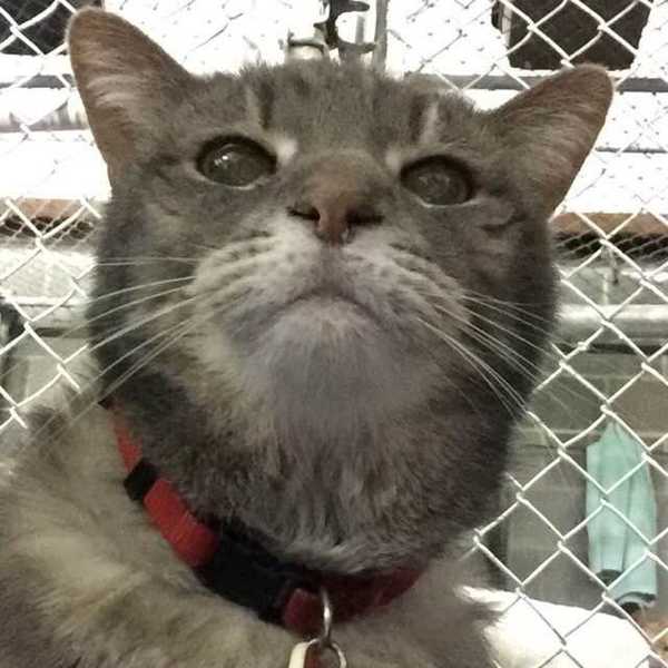 Rescue Heroes: Pet Edition