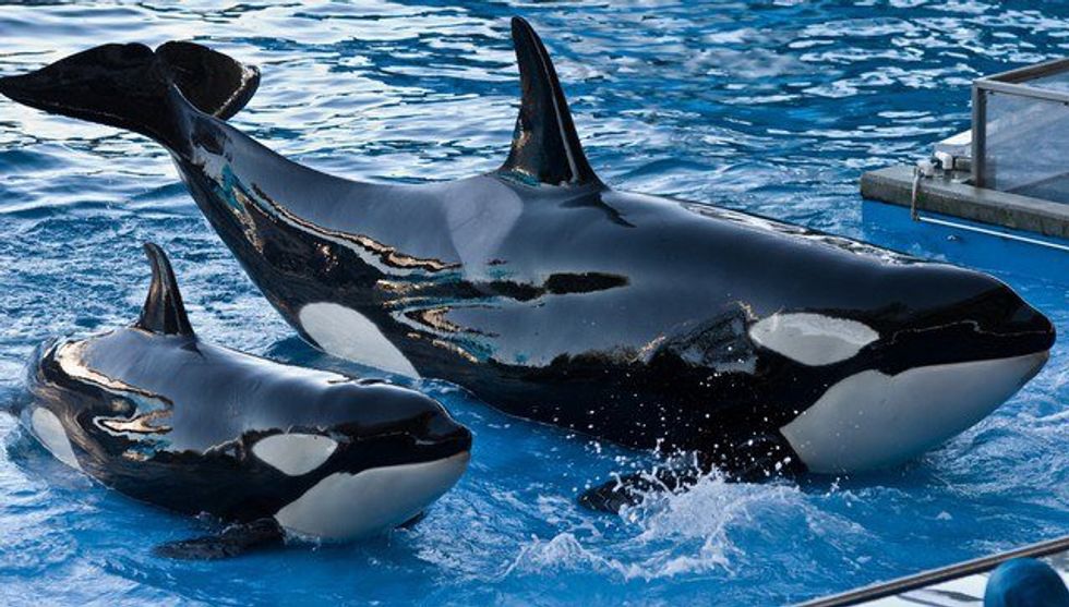 What You Need To Know About SeaWorld's Recent Announcement