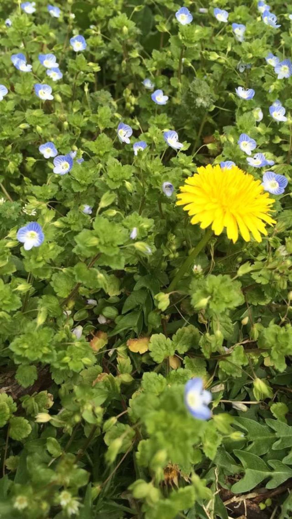 What Spring Means To Me... And Hopefully You