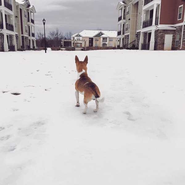 Why Adopting A Dog In College Was The Best Decision I've Ever Made