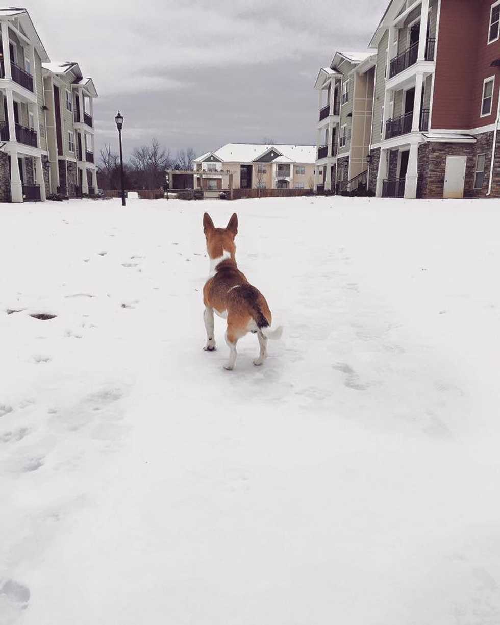 Why Adopting A Dog In College Was The Best Decision I've Ever Made