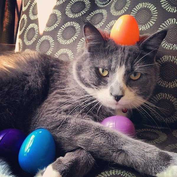 11 Things Cat Owners Have In Common