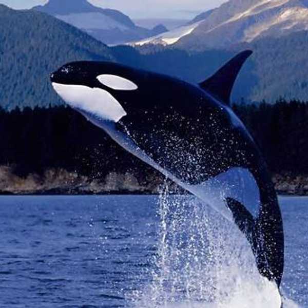 News From SeaWorld: The Morality Of Capturing Wild Animals