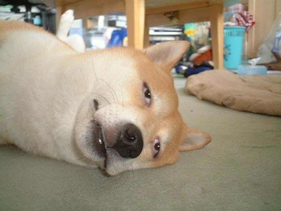 Stop Bringing Your Dogs Everywhere