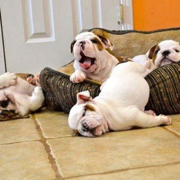 10 Reasons Why College Students Need A Puppy