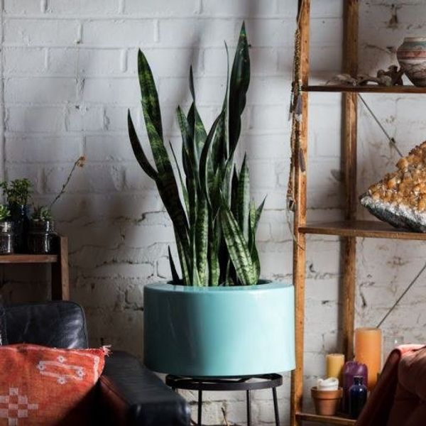 5 Plants You Literally Can't Kill