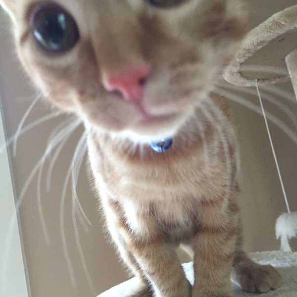 8 Reasons Why You Need To Be A Cat Person Now