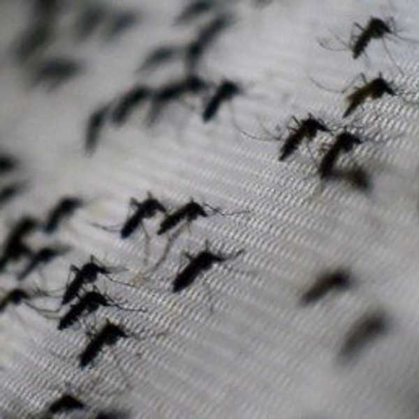 So, Should I Be Afraid of Zika?