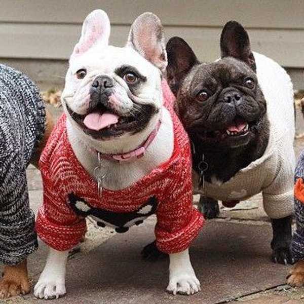 12 Reasons To Own A Small Dog