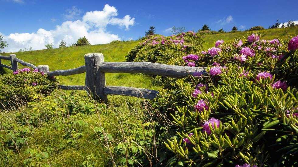 5 Steps To A Successful Spring