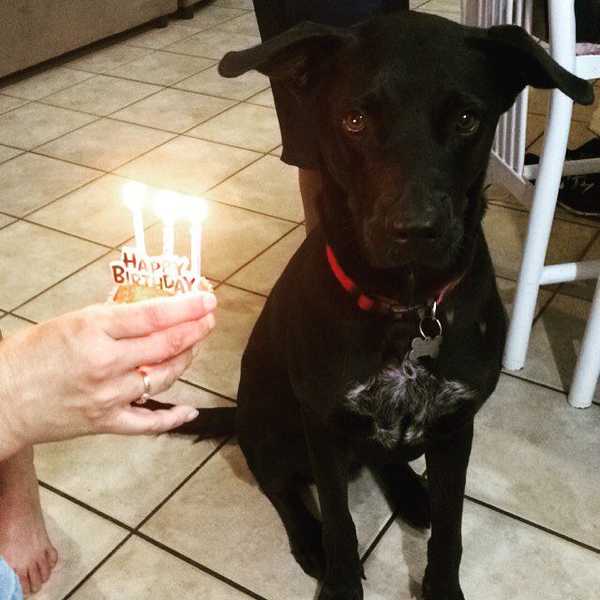 Dogs Are Better Than Boyfriends