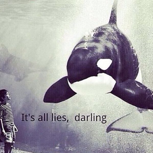 Why Animals In Captivity Shouldn't Be Considered Entertainment