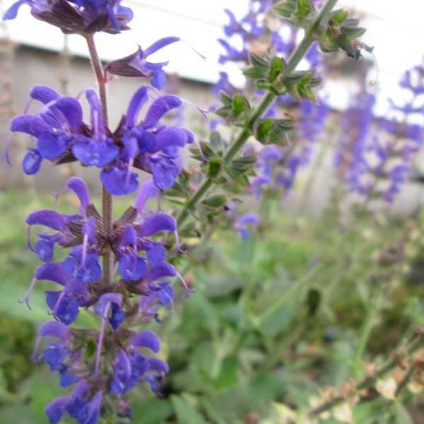 The Differences between Maturity And Knowledge