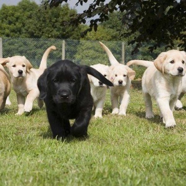 12 Reasons Why Humanity Should Be So Grateful For Dogs